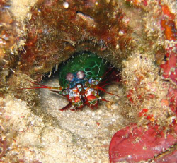 Mantis Shrimp by Adrian Newell 